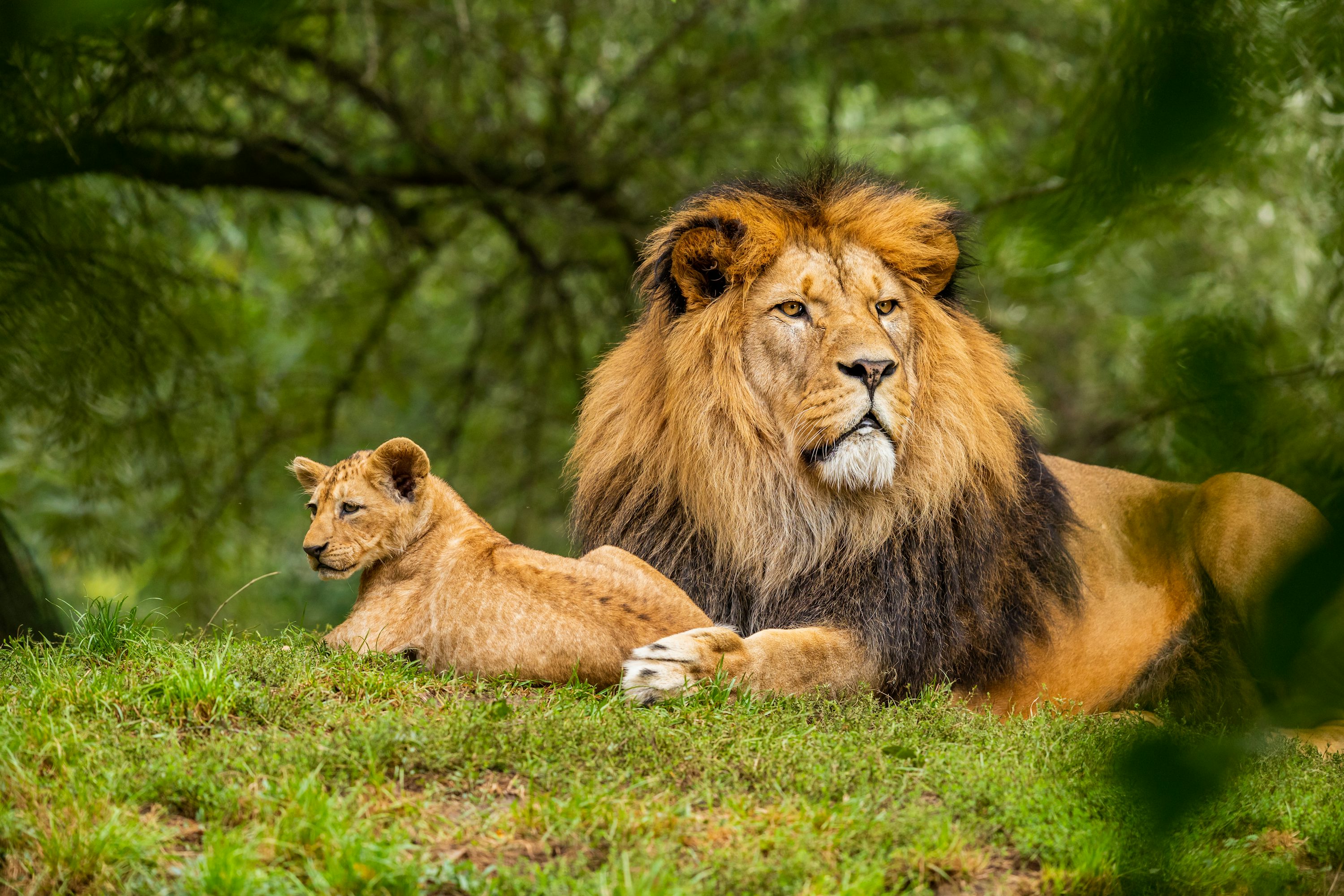 Asiatic lion resting in Gir forest