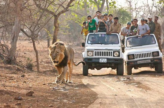 Safari gypsy on a Gir jungle trail