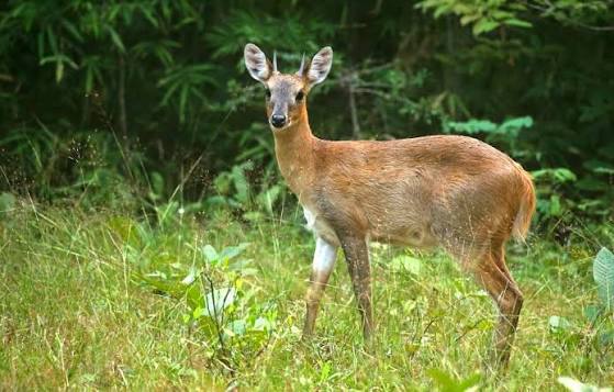 Spotted deer herd in Gir