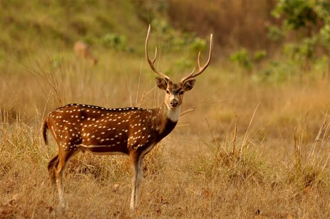 Sunrise over Gir forest
